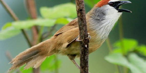 Burung Kaso-kaso: Ciri, Suara, Ras, Makanan, Perawatan, dll