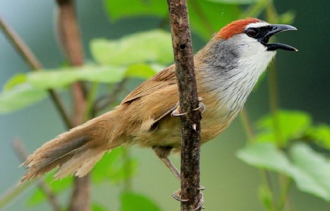 burung-kaso-kaso:-ciri,-suara,-ras,-makanan,-perawatan,-dll