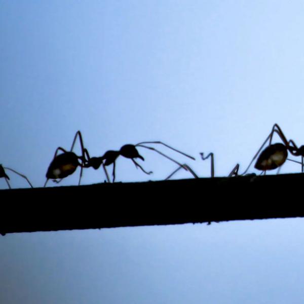 al-qur’an:-solidaritas-semut-dan-kepemimpinan-ekologis-sulaiman