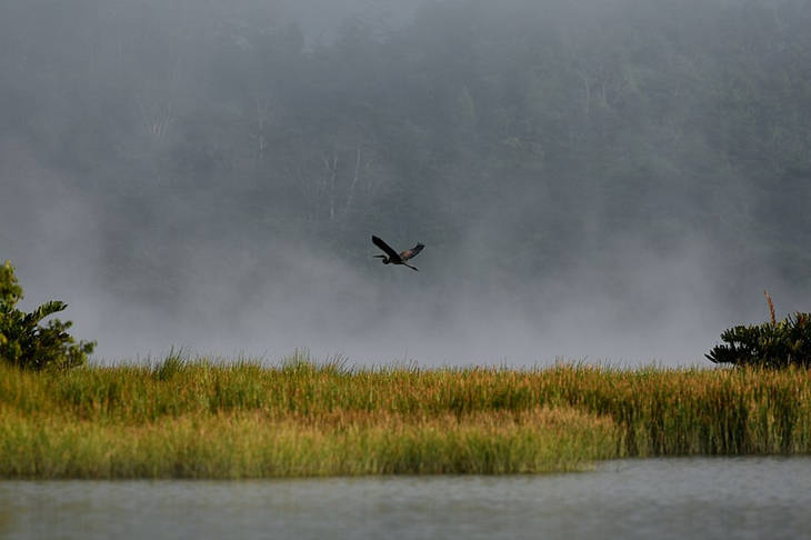 kisah-burung-talang-dan-burung-polociong,-cerita-rakyat-dari-maluku