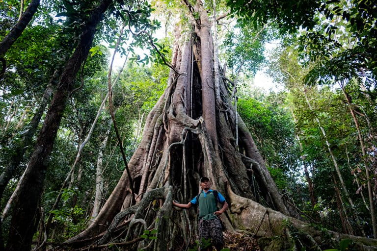 pohon-bodhi,-ficus,-dan-masa-depan-lingkungan-indonesia