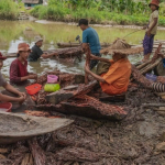 waswas-warga-kalau-perusahaan-kayu-masuk-sipora