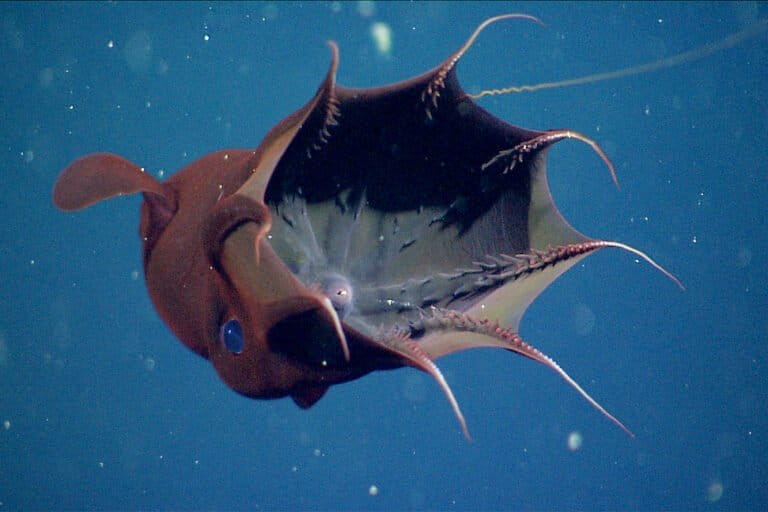 cumi-vampir:-fosil-hidup-berusia-30-juta-tahun-dari-kedalaman-1.000-meter-laut-dalam