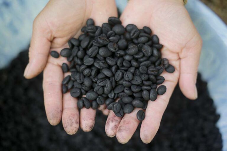 krisis-iklim-dan-produktivitas-kopi-semende