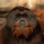 kisah-inspiratif-orangutan-sumatera-“berani”-di-denver-zoo