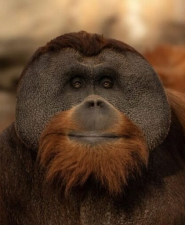kisah-inspiratif-orangutan-sumatera-“berani”-di-denver-zoo