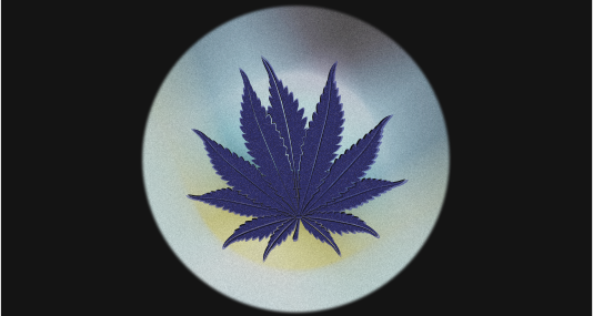 memupuk-asa-legalisasi-ganja-medis