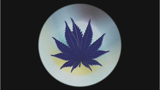 memupuk-asa-legalisasi-ganja-medis