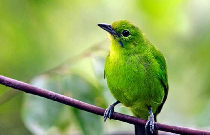 jenis-burung-yang-gampang-gacor-atau-rajin-bunyi
