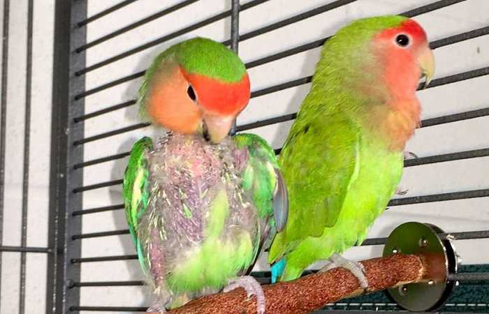 burung-stress-?-inilah-penyebab-dan-cara-mengatasinya