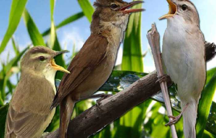 burung-kerakbasi:-jenis,-suara,habitat,-makanan,-harga-dan-perawatannya