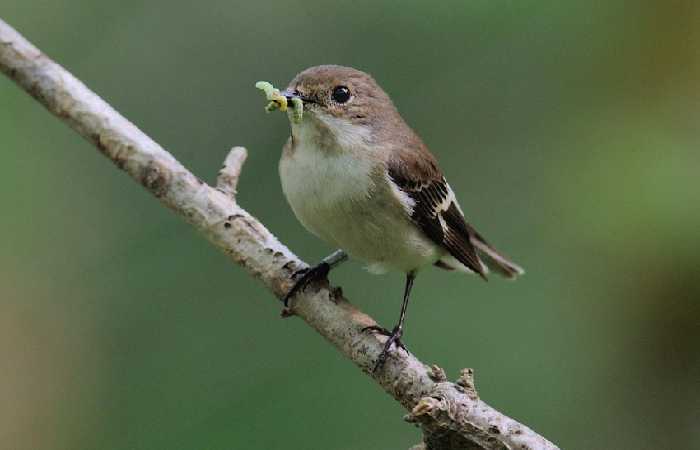 5-vitamin-yang-bagus-untuk-kesehatan-burung-kicau-dan-rajin-berkicau