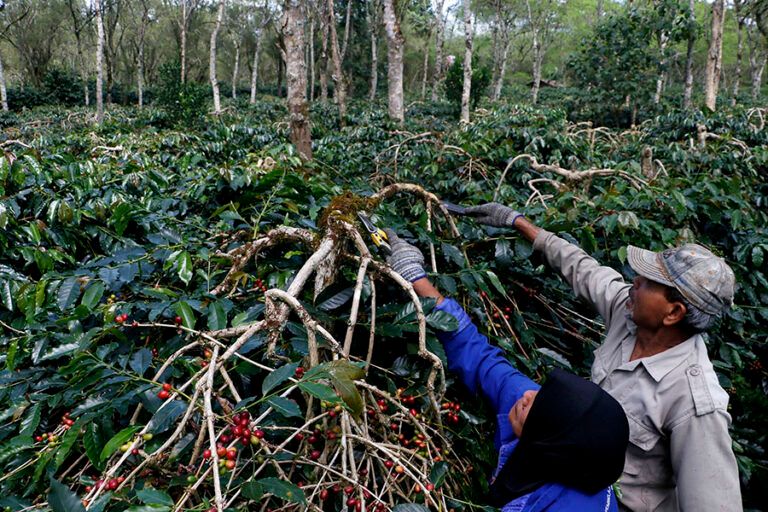kopi-indonesia:-aroma-yang-memikat-dan-iklim-yang-berubah