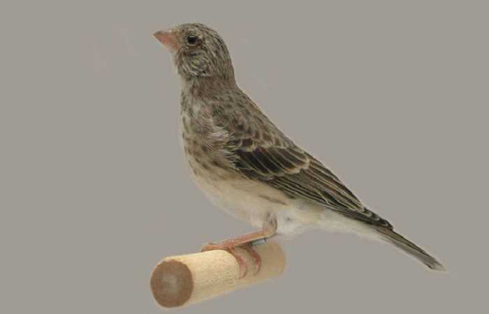 download-suara-burung-sanger-mp3-untuk-masteran-terlengkap