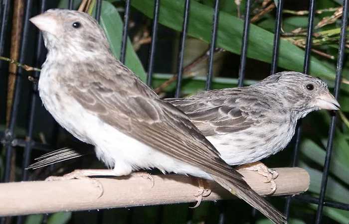 daftar-harga-burung-edel-sanger-terbaru