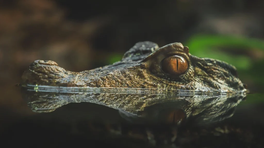 ketika-negara-menjadi-pemangsa