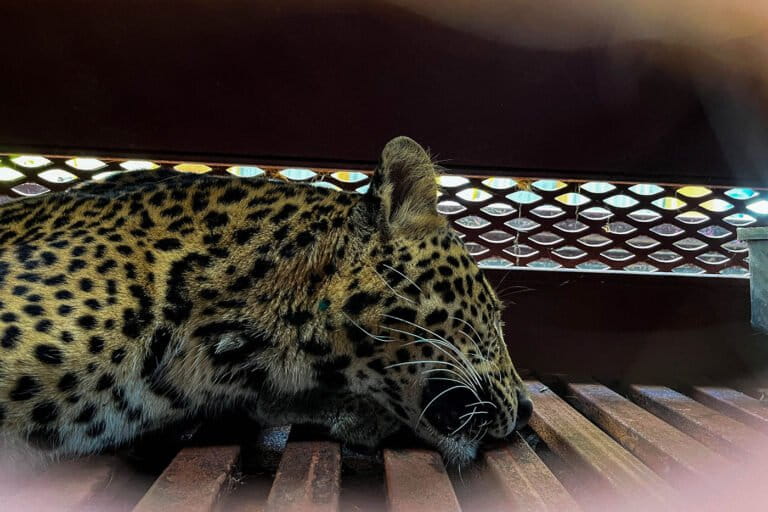 macan-tutul-masuk-hotel-di-bandung,-individu-yang-lepas-dari-lembang-park-and-zoo?