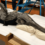 fosil-‘naga-pedang’-mirip-alien-sepanjang-3-meter-ditemukan,-diduga-paling-lengkap-di-dunia