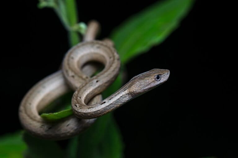 ular-viper-palsu,-apakah-jenis-berbahaya?