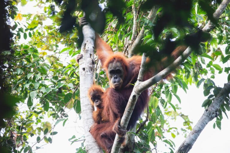 konservasi-di-tengah-tantangan-fragmentasi-habitat-orangutan-tapanuli