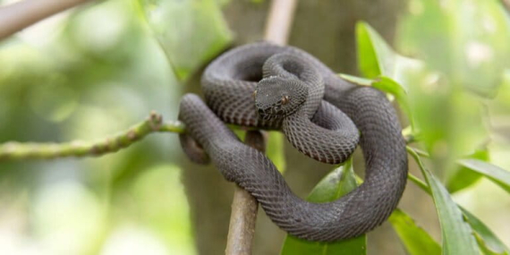 apakah-ular-viper-bakau-berbahaya?