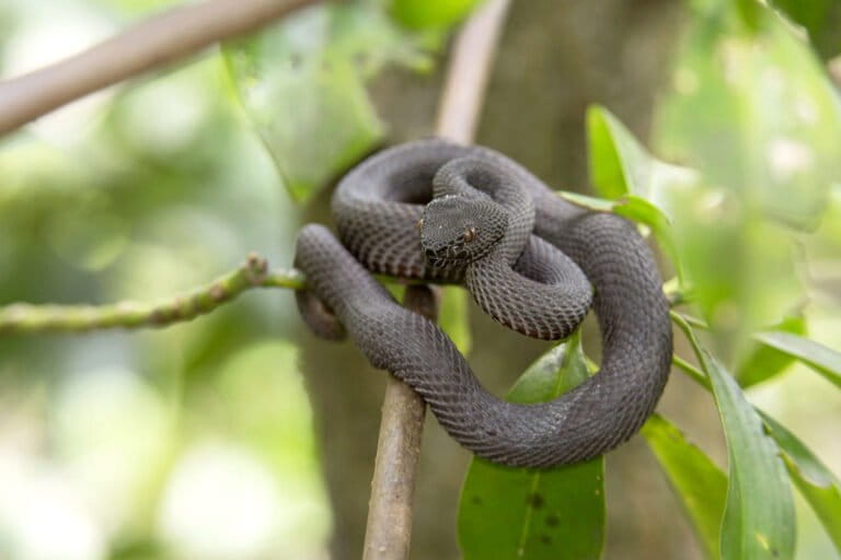 apakah-ular-viper-bakau-berbahaya?