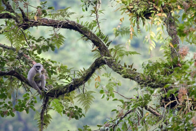 owa-jawa:-suara-perjuangan-di-sisa-sisa-hutan-jawa