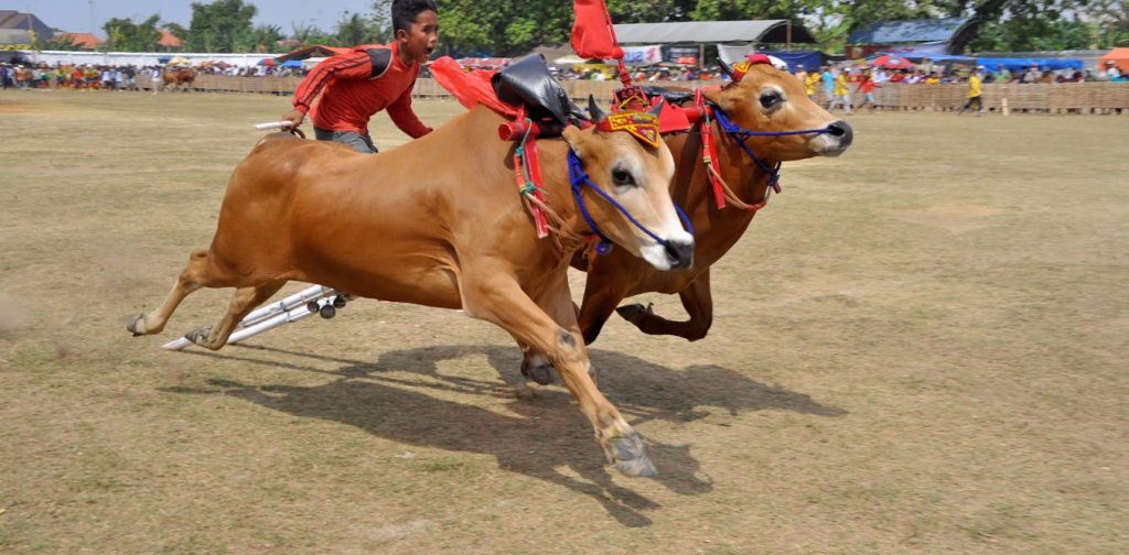 riset:-sapi-indonesia-punya-jejak-dna-banteng-liar,-tertinggi-di-sapi-madura