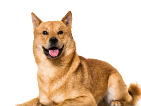 hukum-melepas-anjing-peliharaan-yang-menganggu-orang-lain