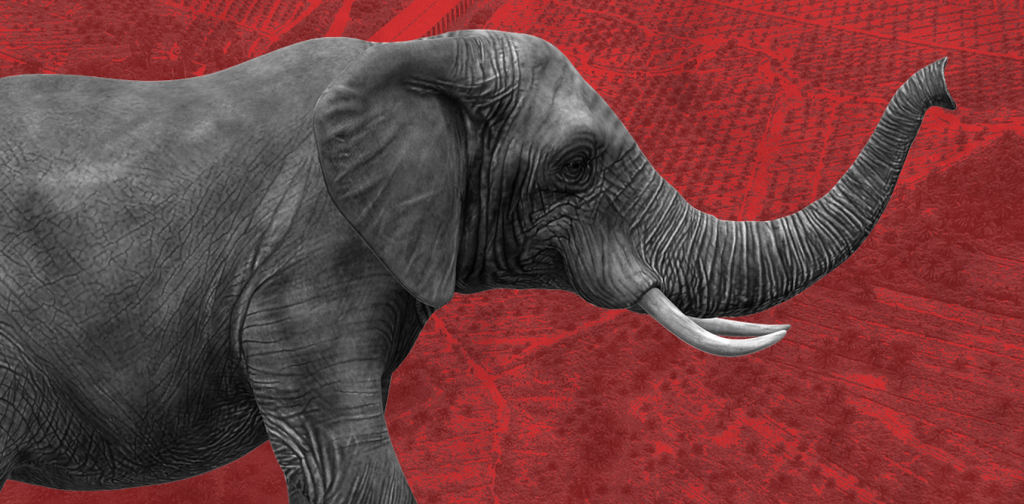 luka-gajah-tesso-nilo:-mampukah-program-restorasi-pemerintah-memulihkan-ekosistem?