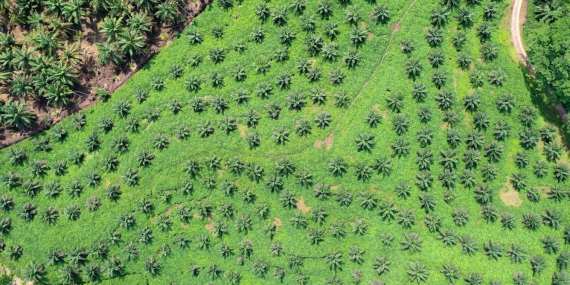 Alam tidak salah, biang keladi banjir Sumatra sebenarnya adalah pemburu rente dan oligarki