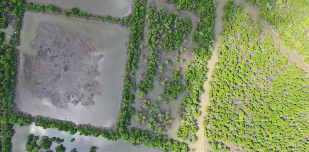 riset-temukan-cara-pulihkan-mangrove-dan-tambak-udang-sekaligus