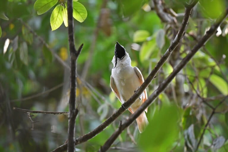 lebih-bising-dari-jet-tempur:-burung-lonceng-putih,-burung-dengan-suara-terkeras-di-dunia