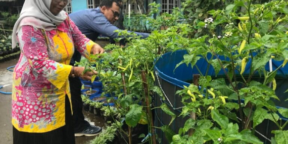cerita-kebun-gizi-kelompok-perempuan-tani-dari-malang