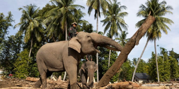 gajah-sumatera-bantu-singkirkan-kayu-sisa-banjir-di-aceh