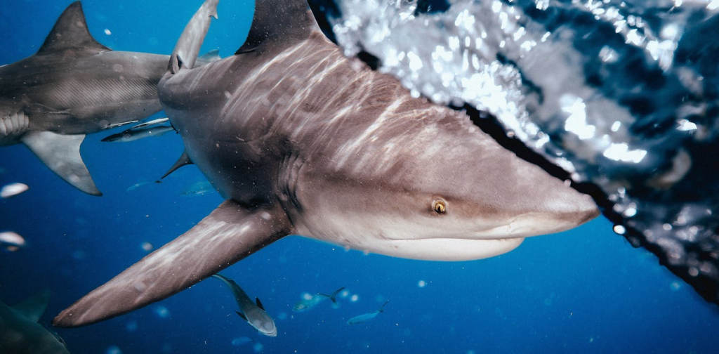 4-shark-bites-in-48-hours:-how-what-we-do-on-land-may-shape-shark-behaviour