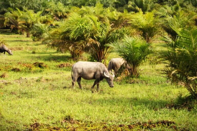 perusahaan-sawit-di-kuripan-beroperasi-di-lahan-gambut-lindung?