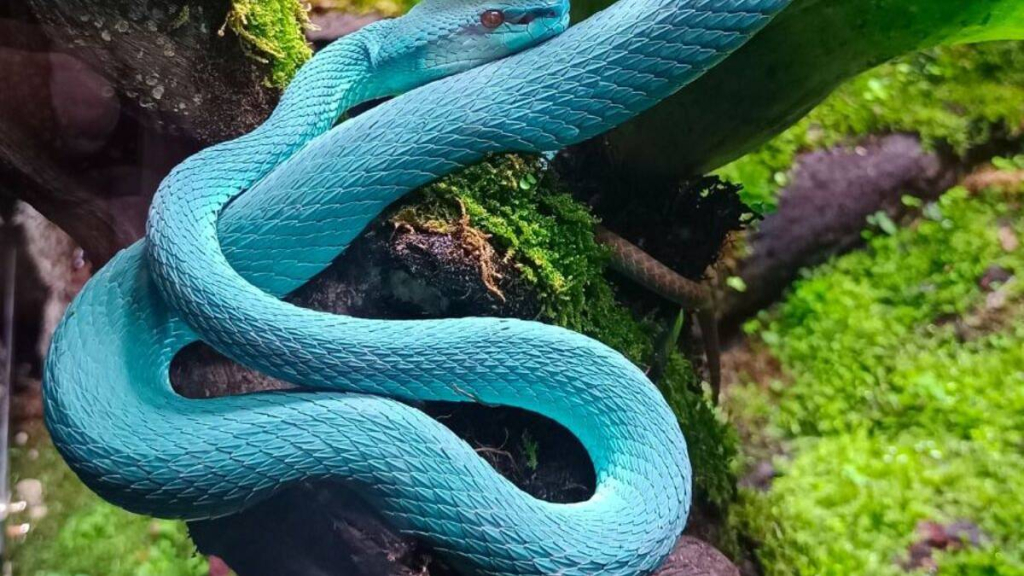 demam-zootopia-2,-ular-viper-biru-asli-indonesia-kini-mendunia