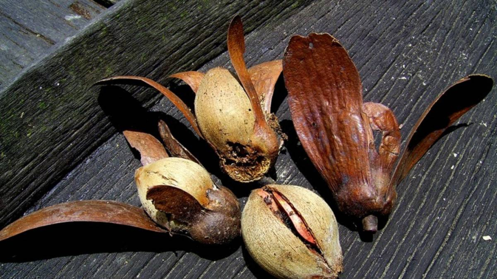 penghasil-minyak-goreng-tapi-tak-merusak-lingkungan,-inilah-tengkawang