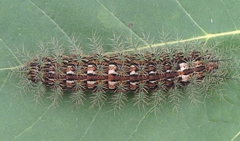 lonomia-obliqua:-ulat-paling-beracun-di-dunia-yang-memicu-pendarahan-fatal-jika-disentuh