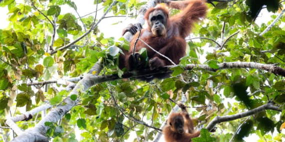 “nyanyian”-orangutan-beri-petunjuk-evolusi-musikal-manusia
