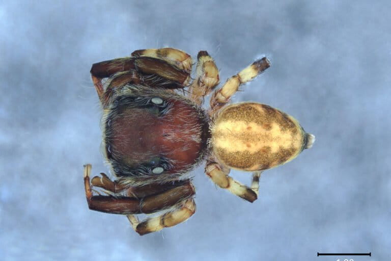 opini:-penemuan-spesies-baru-dan-tantangannya