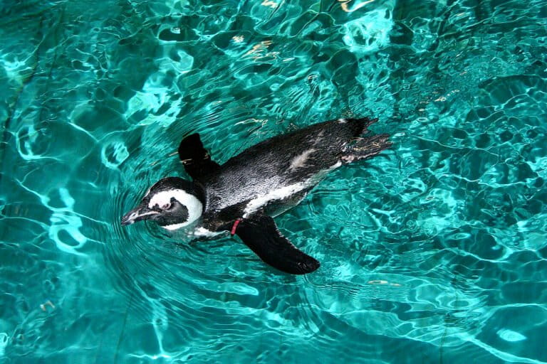 penguin-afrika-dan-jalur-migrasi-burung-laut