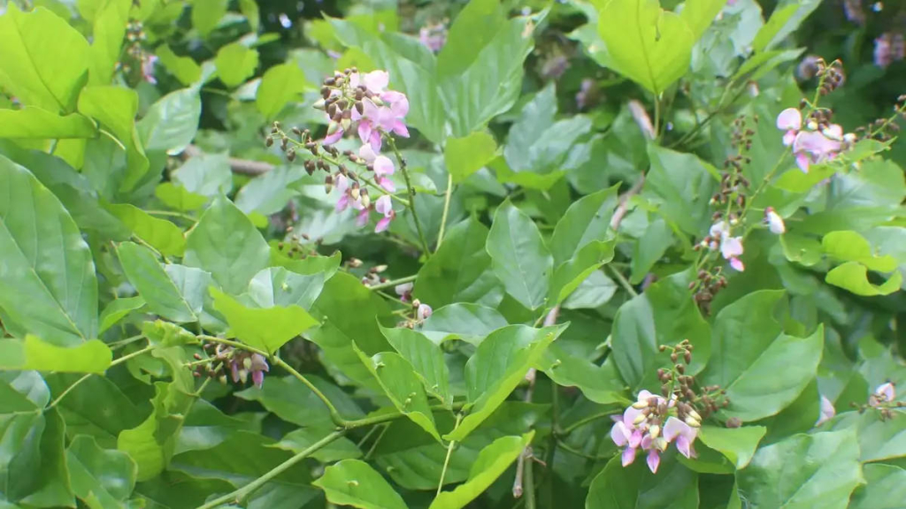 sering-diabaikan,-tanaman-malapari-simpan-potensi-besar-jadi-biodiesel