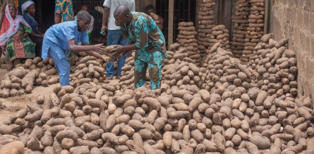 nigerian-farmers-talk-about-how-climate-change-is-affecting-staple-food-crops-–-and-what-can-help