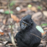 bukan-sembarang-tidur,-ini-pohon-favorit-yaki-di-hutan