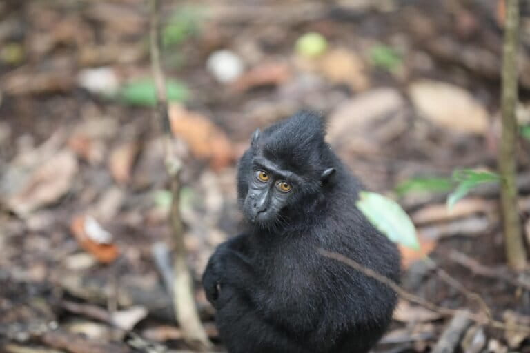 bukan-sembarang-tidur,-ini-pohon-favorit-yaki-di-hutan