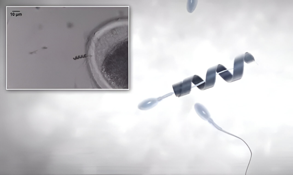 spermbot,-robot-mikro-yang-bantu-sperma-lemah-capai-sel-telur-tanpa-ivf