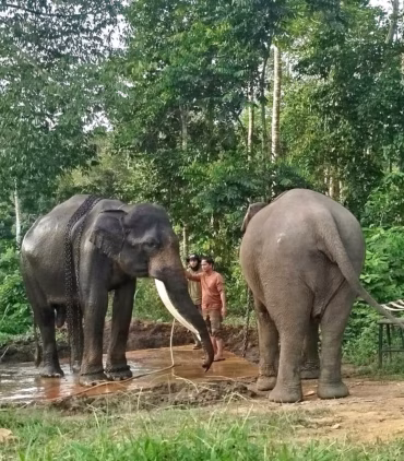 tambang-batu-bara-ganggu-kehidupan-gajah-sumatera