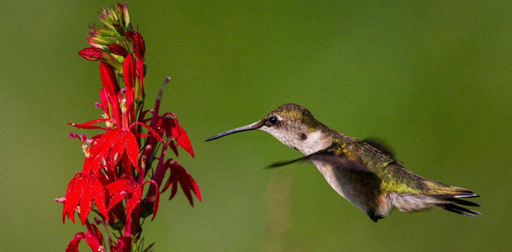 red-flowers-have-a-‘magic-trait’-to-attract-birds-and-keep-bees-away
